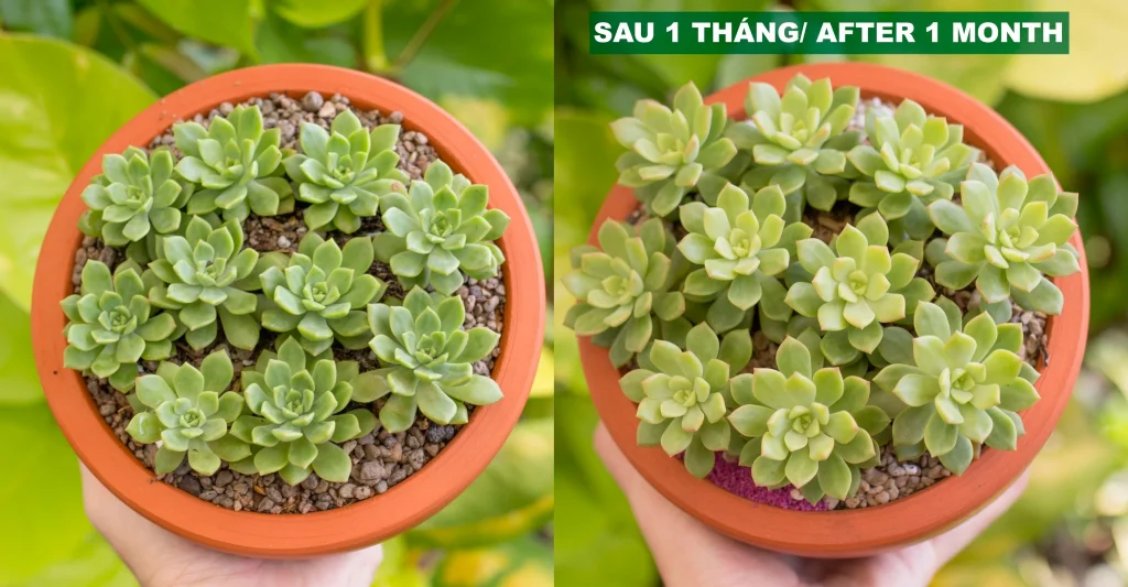 Nhật ký chăm sóc