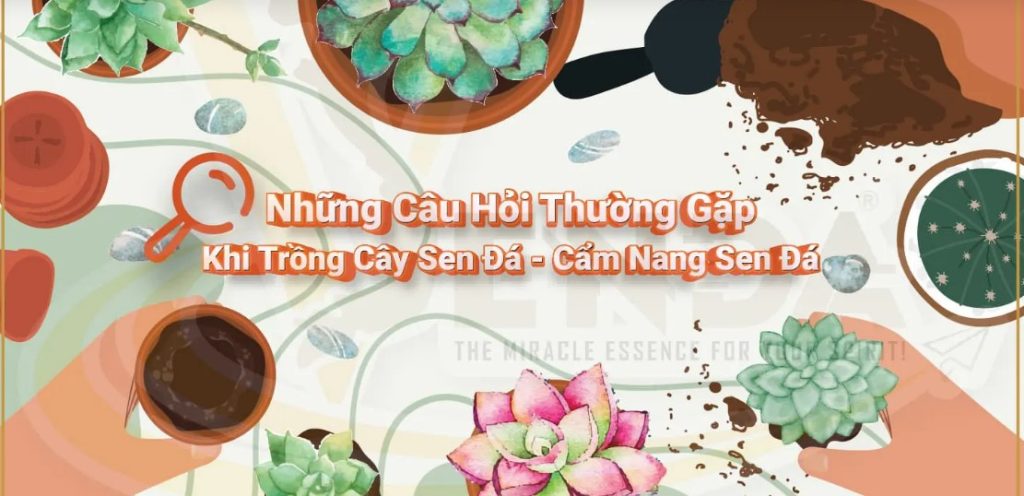 Câu hỏi thường gặp